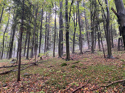 Magurski Park Narodowy