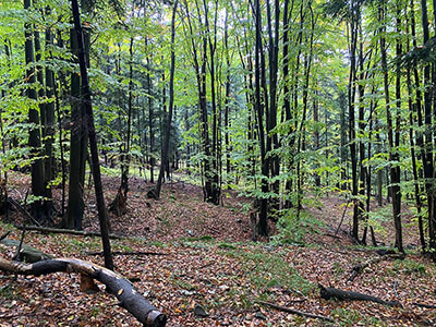 Magurski Park Narodowy